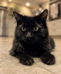 Octavio