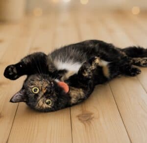 Pippi