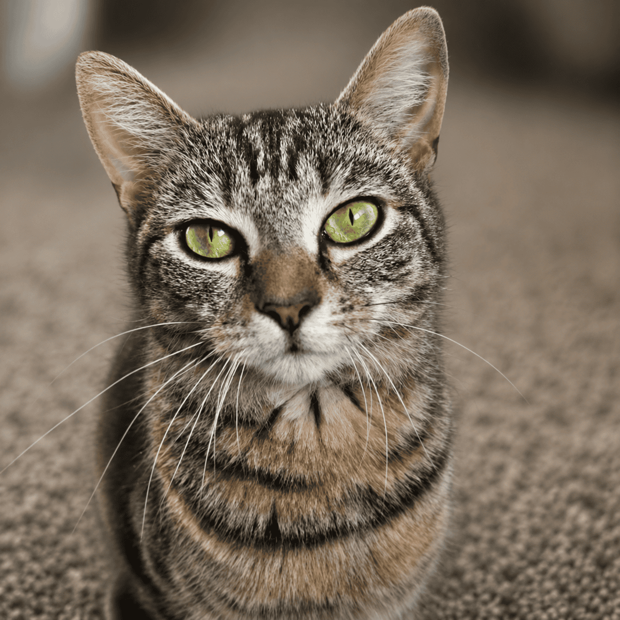 Close-up of a tabby cat with green eyes at Biscuits & Beans Cat Café.