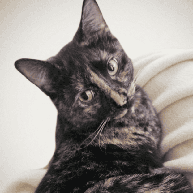 Biscuit the Cat at Biscuits & Beans Café Close-up of Biscuit, a tortoiseshell cat, at Biscuits & Beans Cat Café, relaxing indoors.