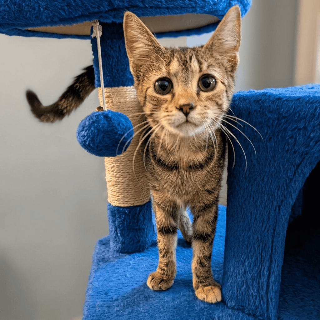 Cute tabby cat exploring a blue cat tree at Biscuits & Beans Cat Café.
