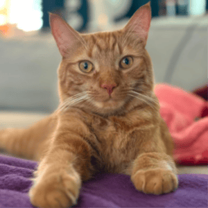 Bowie