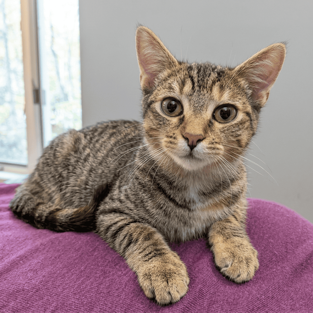 Cute tabby cat lying on purple cushion at Biscuits & Beans Cat Café.