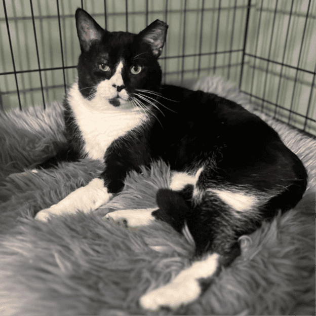 Cash – Friendly Cat at Biscuits & Beans Cat Café Black and white cat lying on a soft gray blanket in a cozy cage at Biscuits & Beans Cat Café in Winchester, VA.