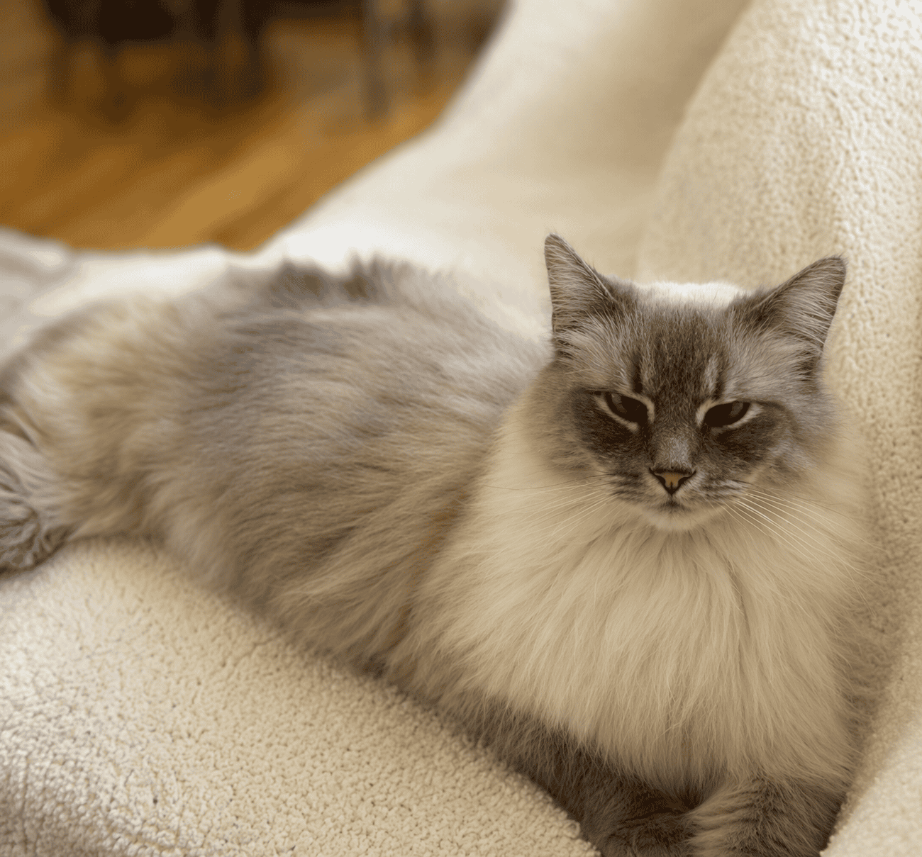 Relaxed Ragdoll cat lying on a cream-colored sofa at Biscuits & Beans Cat Café.