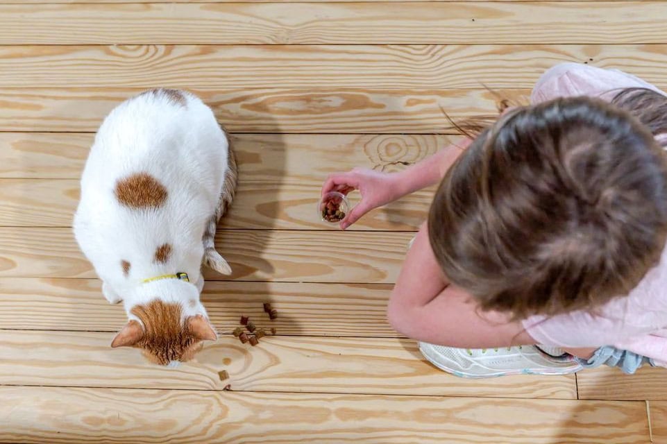 Cute Cat Being Fed at Biscuits and Beans