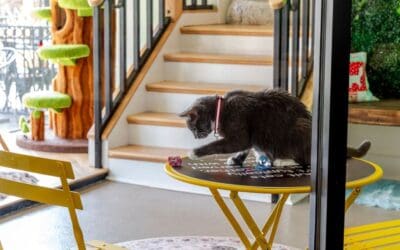 New to Cat Cafés? Here’s Everything You Need to Know For Your First Visit