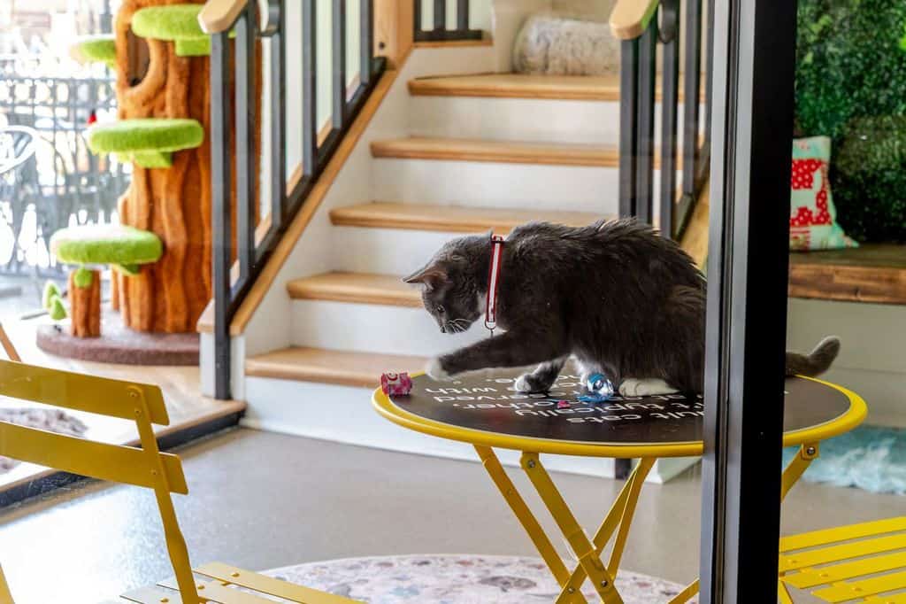 Cute Cat Playing on Table at Biscuits and Beans