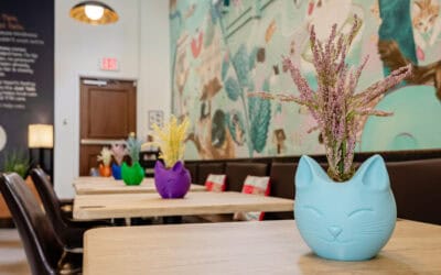 New to Cat Cafés? Here’s Everything You Need to Know For Your First Visit