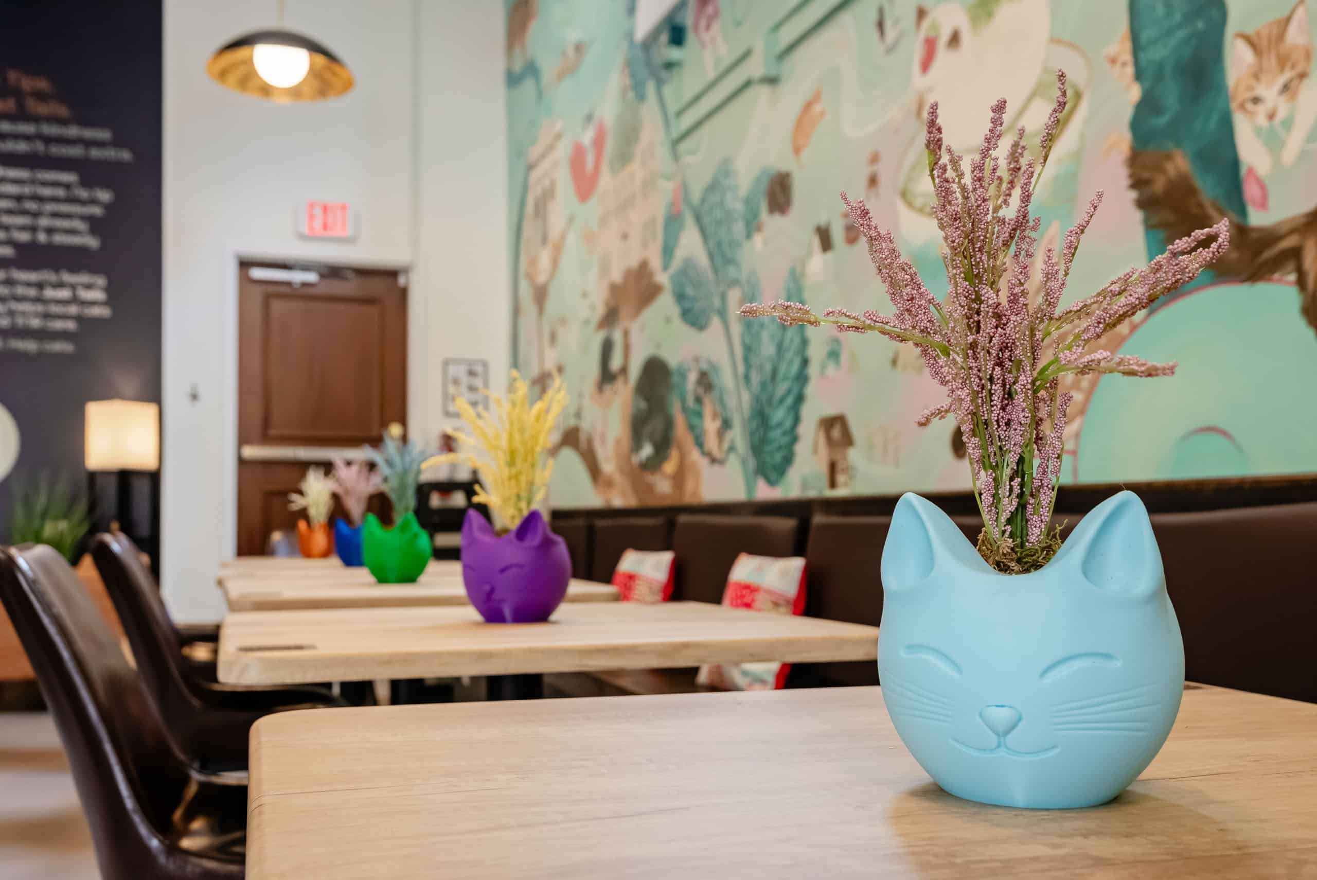 Biscuit the Cat at Biscuits & Beans Café Cozy cat café with colorful vases and wall art featuring cats.
