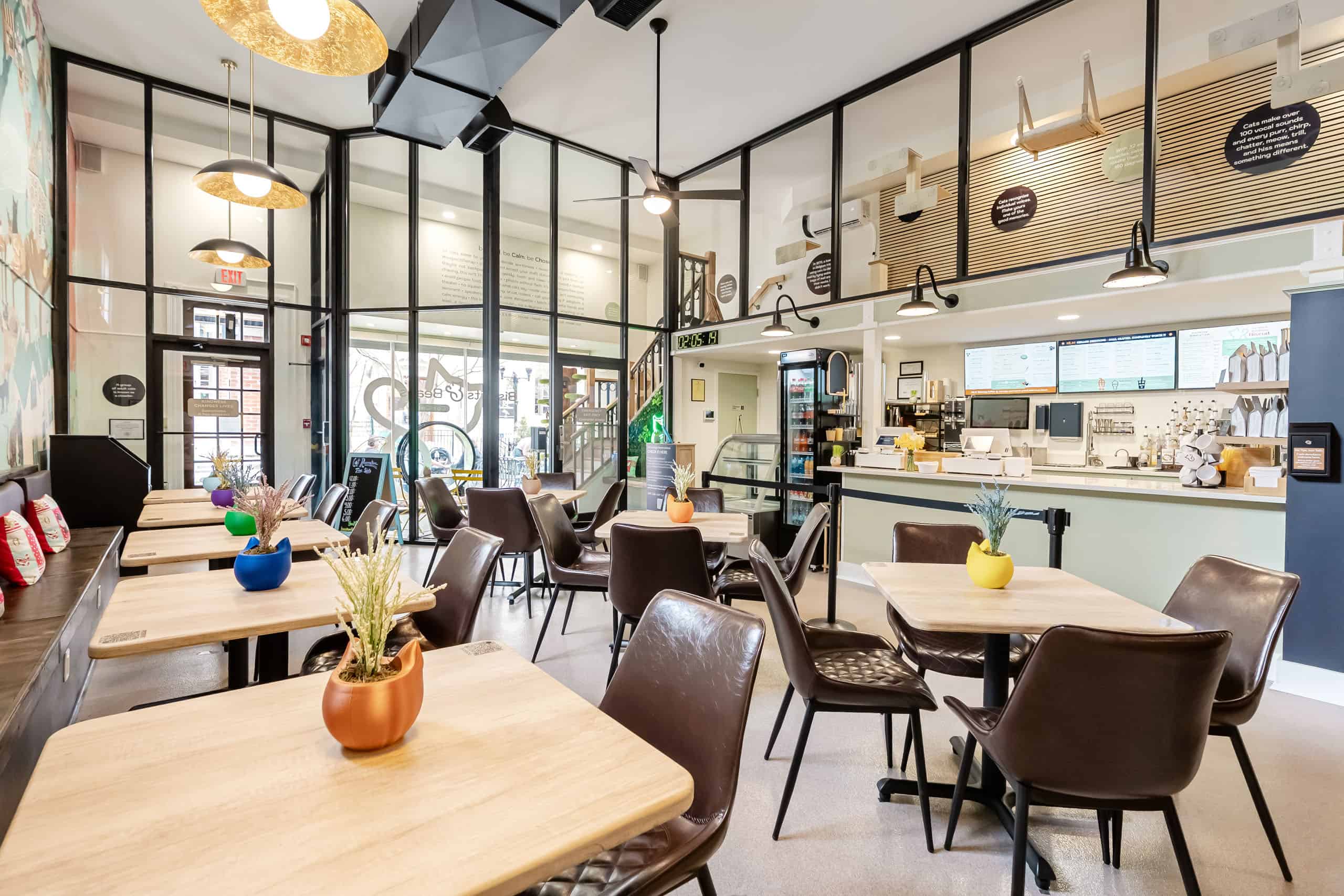 Cozy cat café interior in Winchester, VA, with modern decor, seating, and a welcoming atmosphere.