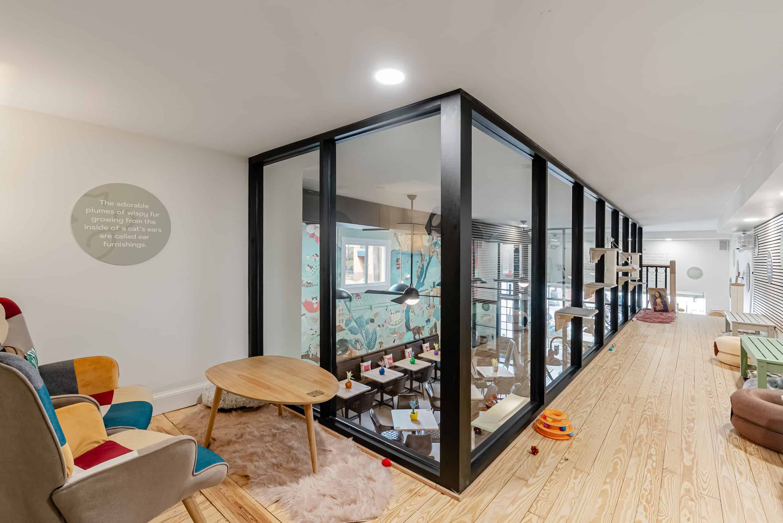 Cozy cat café interior in Winchester, VA with glass-enclosed play area and comfortable seating.
