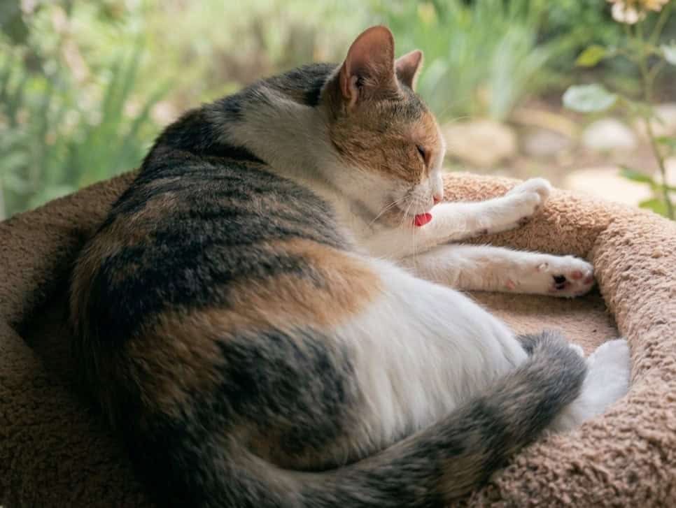 Tranquil cat resting on a cozy bed with garden view in background.