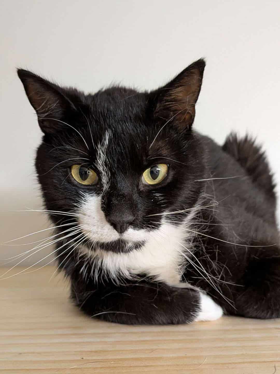 Adorable black and white Adoptable cat lying on wooden surface at Biscuits & Beans Cat Café in Winchester, VA.