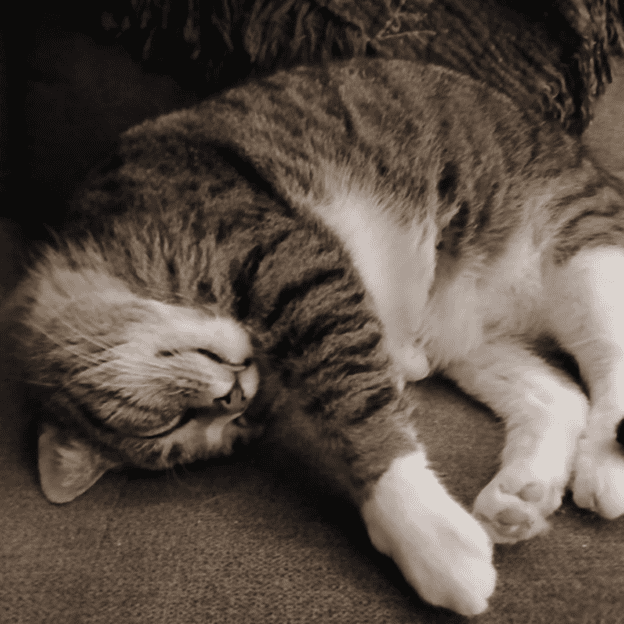 Biscuit the Cat Sleeping at Biscuits & Beans Café Adorable tabby cat sleeping peacefully at Biscuits & Beans Cat Café, Mammon theme.