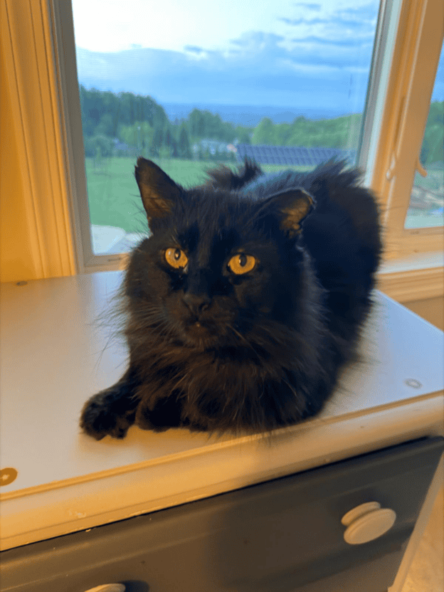 Black fluffy Adoptable cat sitting on windowsill at Biscuits & Beans Cat Café in Winchester, VA with scenic outdoor view.