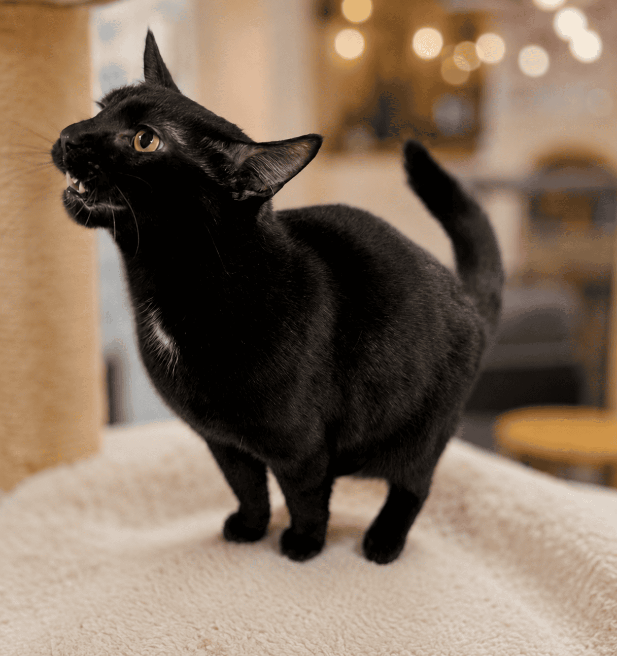 Adorable black cat at Biscuits & Beans Cat Café with cozy background.