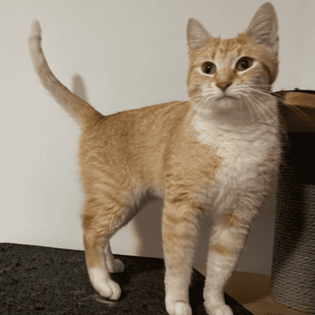 Biscuit the Cat at Biscuits & Beans Cat Café Adorable orange tabby Adoptable cat standing indoors at Biscuits & Beans Cat Café in Winchester, VA.