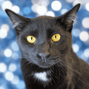 Obsidian