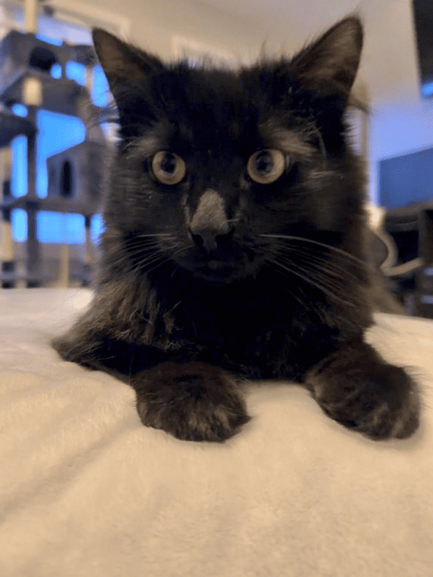 Adorable adoptable black cat with yellow eyes relaxing at Biscuits & Beans Cat Café in Winchester, VA, a cozy feline-friendly sp.