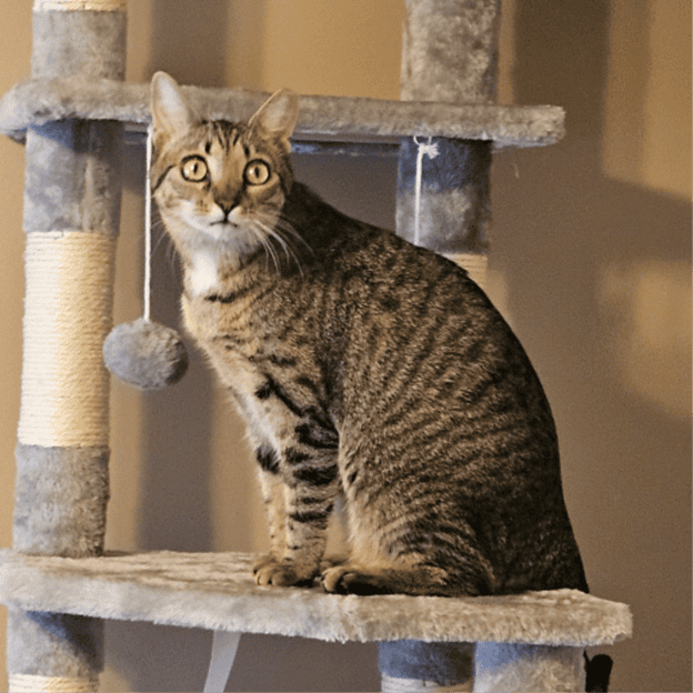 Biscuit & Beans Cat Café – Penny Adorable tabby cat named Penny sitting on a cat tree at Biscuit & Beans Cat Café.