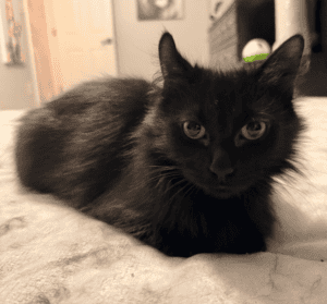 Scout