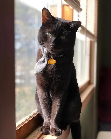 Shady's Paw Animal Rescue