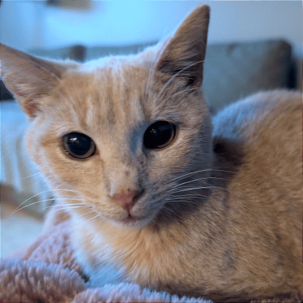 Adorable ginger cat relaxing at Biscuits & Beans Cat Café, perfect for cat lovers.