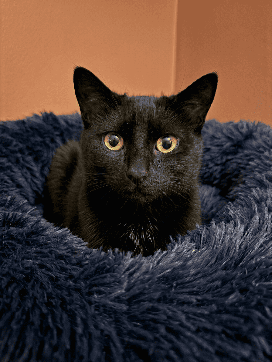 Adorable Black Cat at Biscuits & Beans Cafe Cute black cat with yellow eyes sitting on a plush blue blanket at Biscuits & Beans.