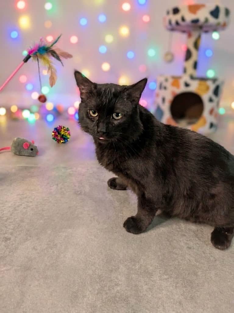 Black cat with yellow eyes in festive setting at Biscuits & Beans Cat Café.