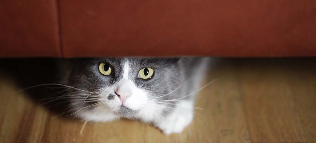 Adorable gray and white cat peeking out from beneath a piece of furniture, emphasizing feline comfor.
