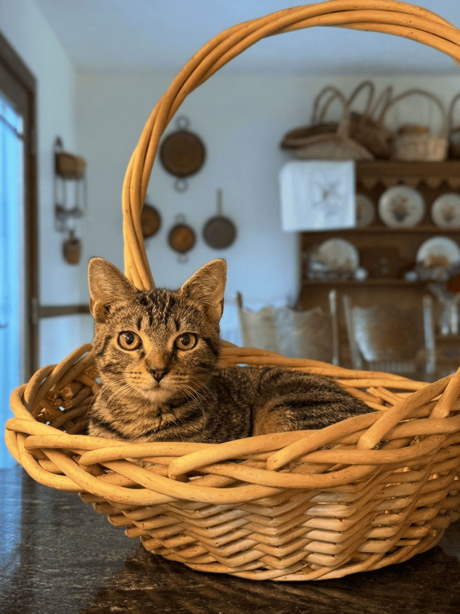 Cute tabby cat relaxing in a wicker basket at Biscuits & Beans Cat Café.